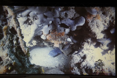 Una delle splendide immagini del video di Lidiano Marcassa del diving Nord-Adriatico... Protagonista, un grongo!